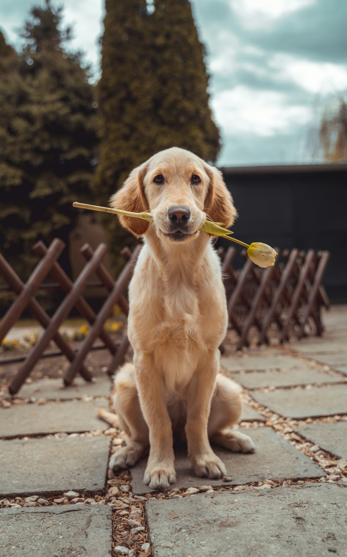 Dexter pet profile