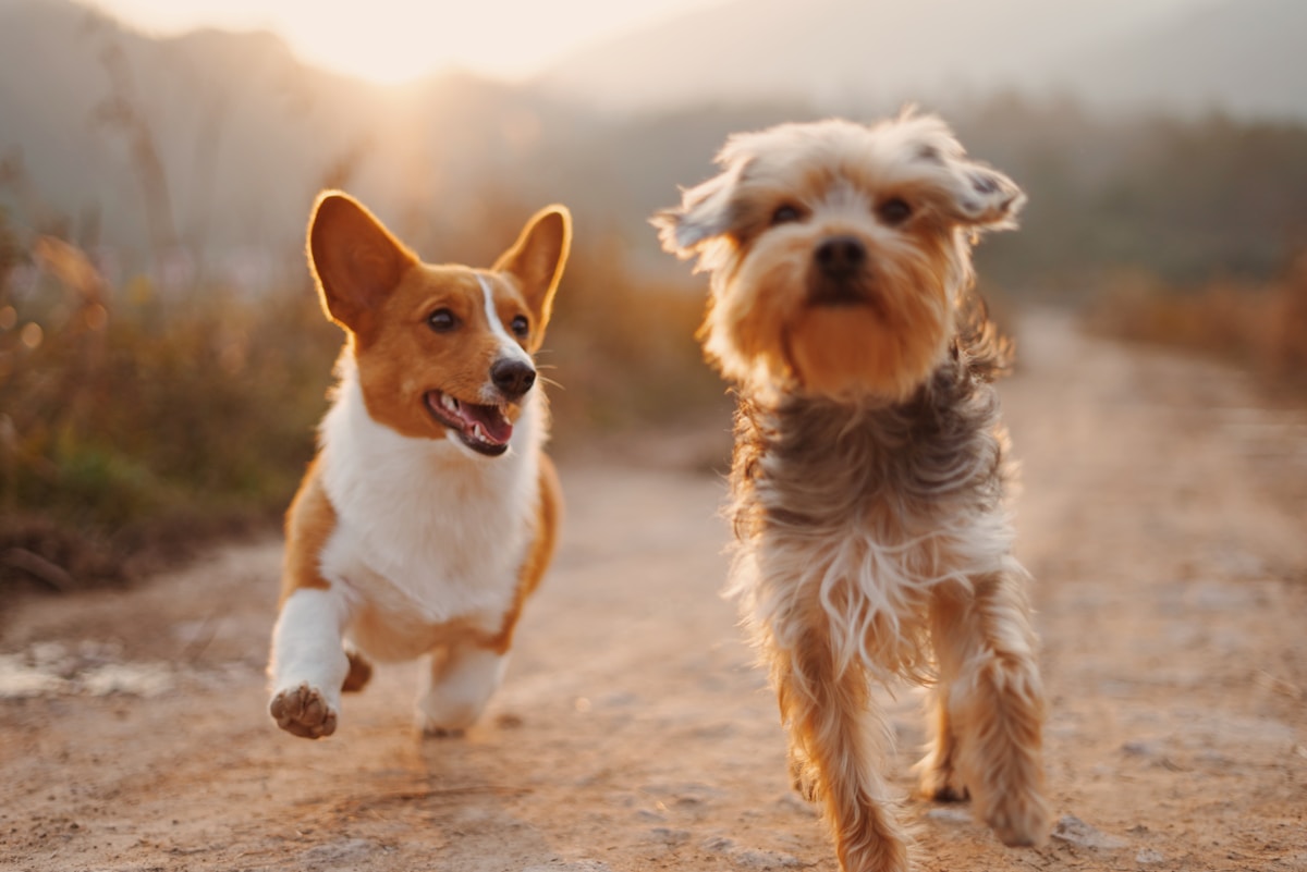 Two happy pets playing together