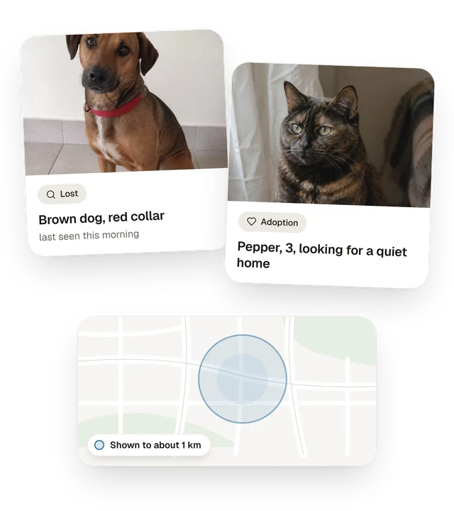 Two community posts in the Dexter app: a lost brown dog with a red collar, and Pepper, a tortoiseshell cat, looking for a quiet home.