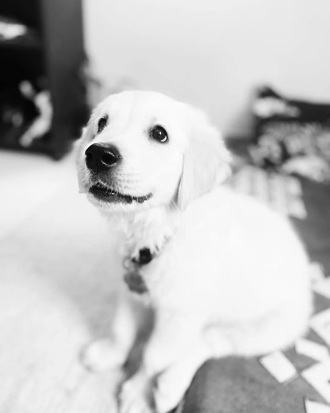 A black and white photo of puppy Dexter looking up.