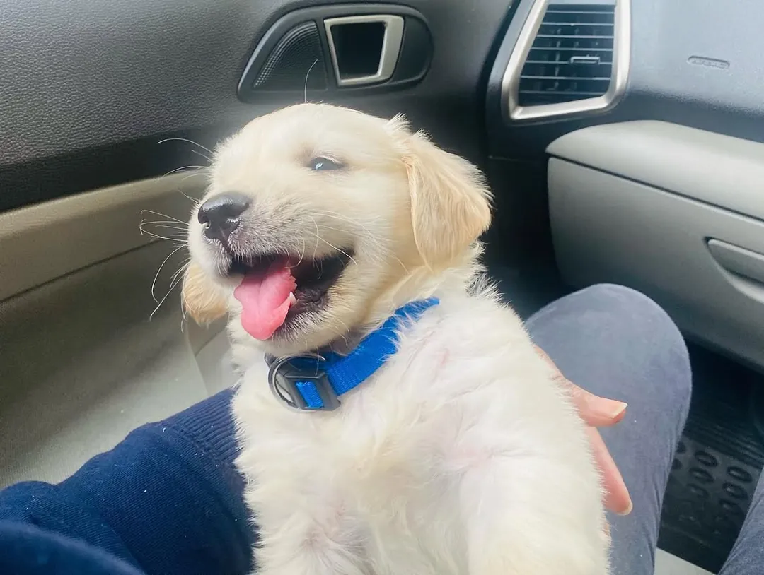 Puppy Dexter in a blue collar, smiling on a lap in the car.