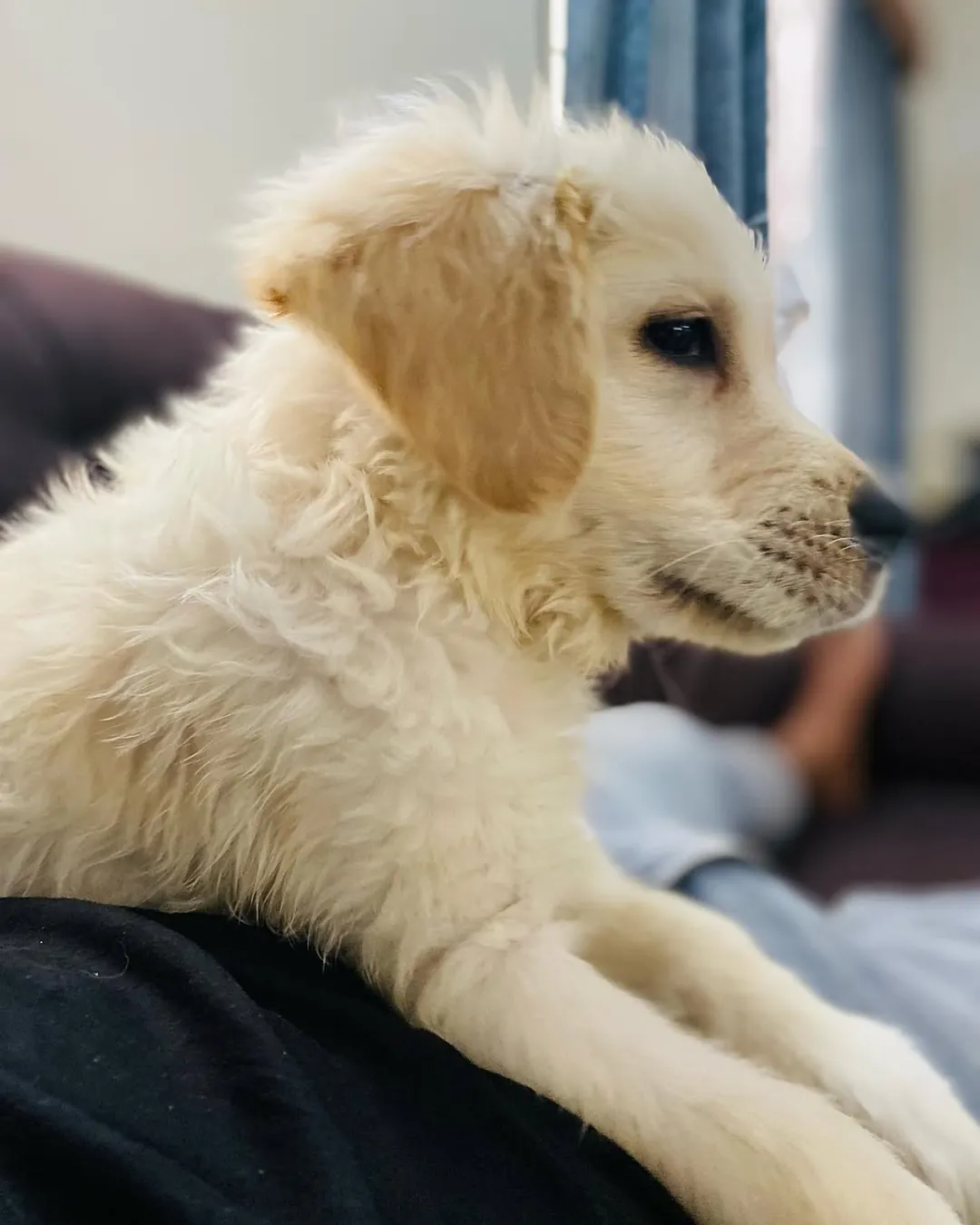 Puppy Dexter in profile, resting on a lap.