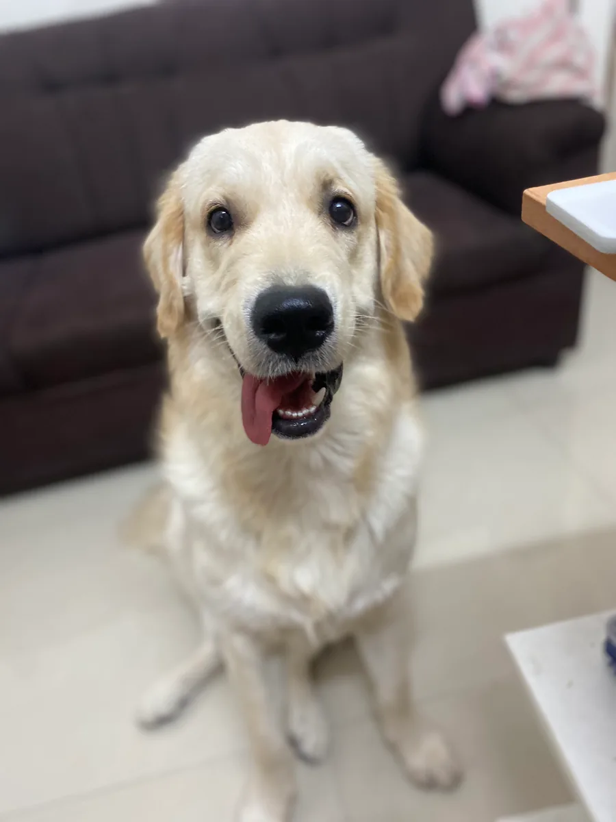 A young Dexter sitting in front of a sofa with his tongue out.