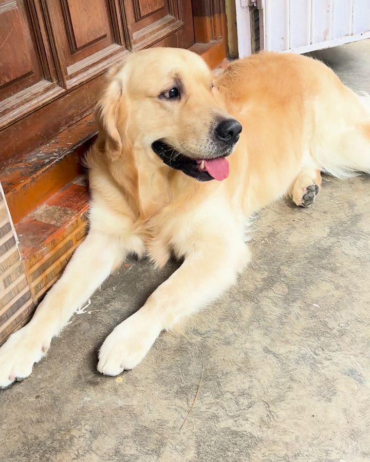 Dexter lying calmly by a door.